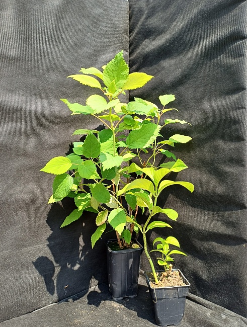 Гортензия крупнолистная Сестра Тереза 1 шт Р9